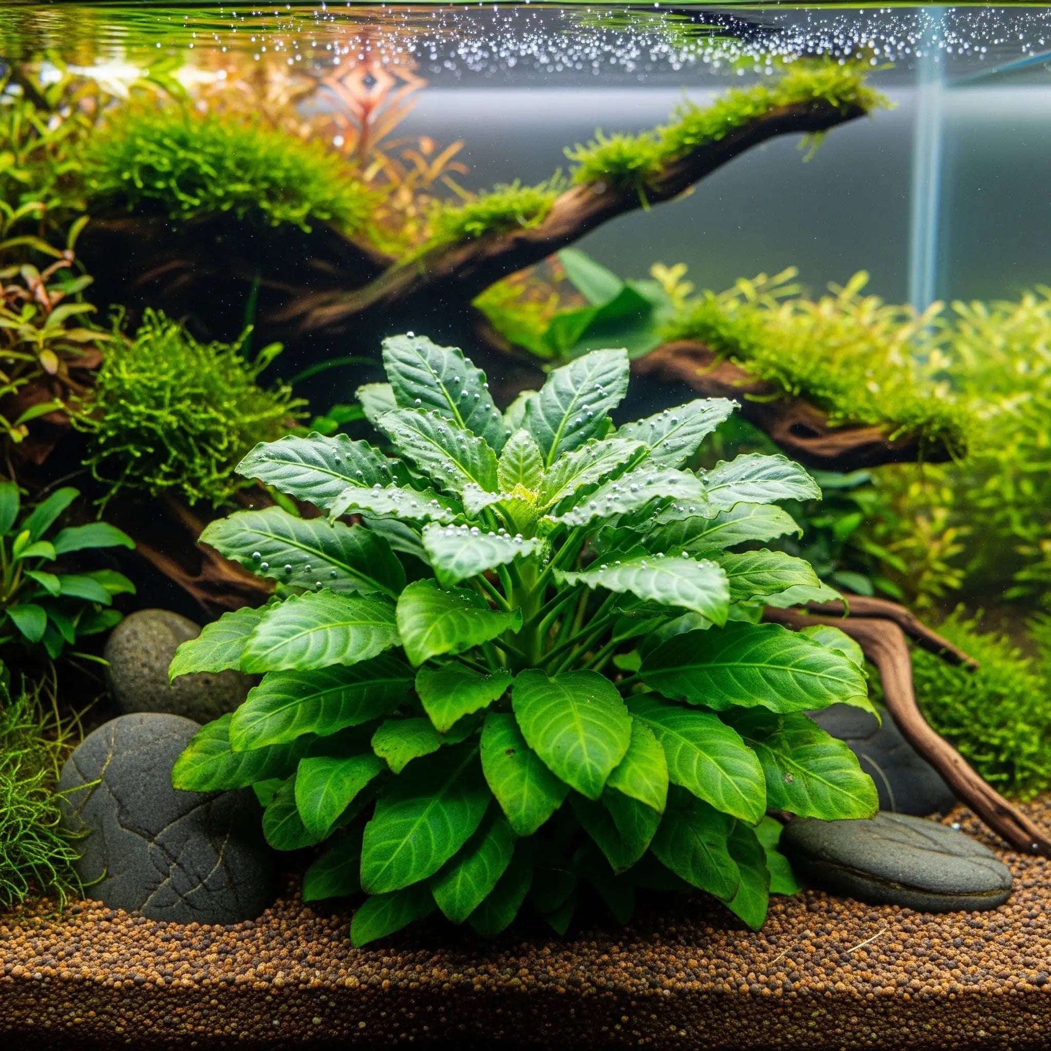 Pogostemon quadrifolius – Die strukturstarke Schönheit für deinen Hintergrund CUP / Dennerle-Plants AquaTimo