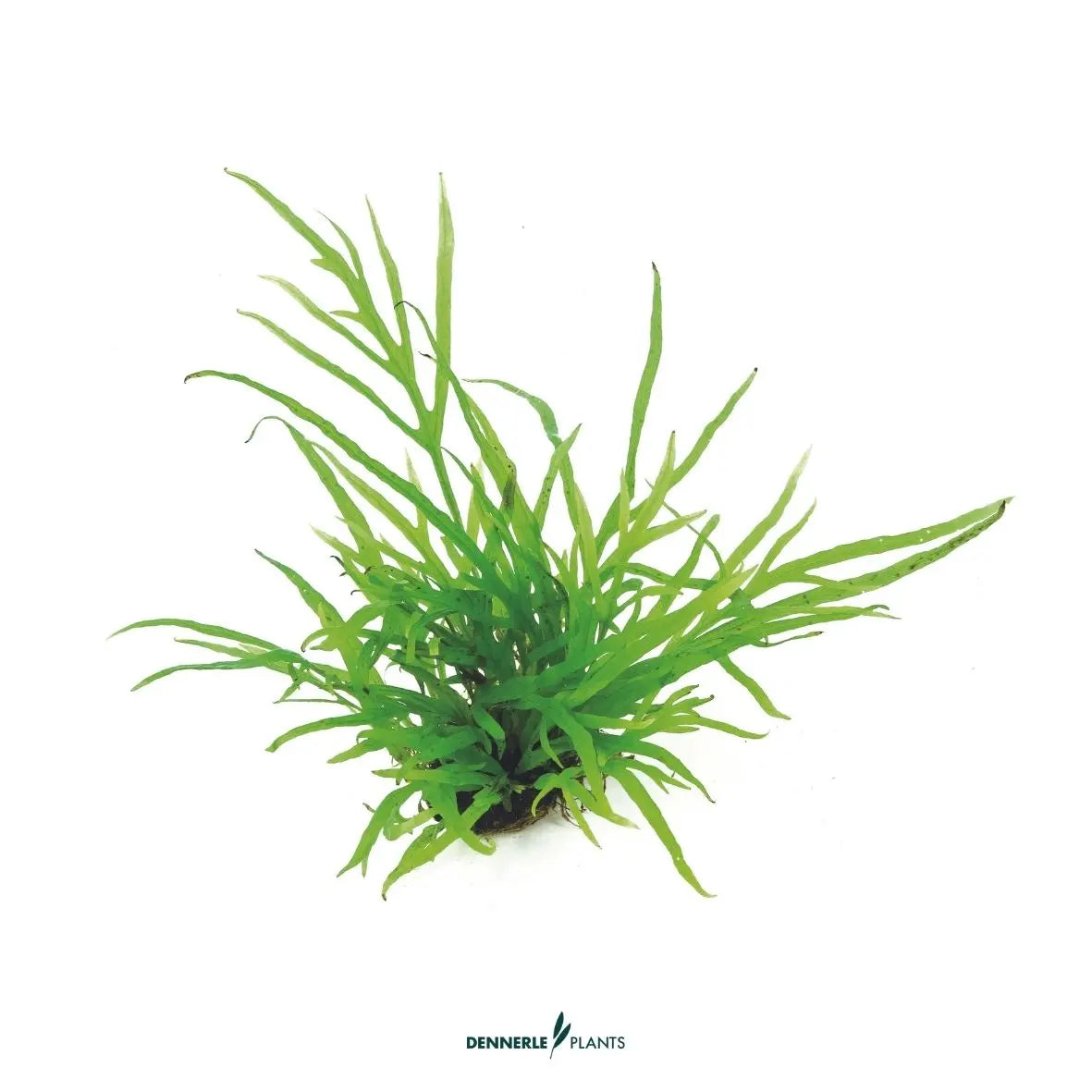 Microsorum pteropus 'Trident' / Dennerle-Plants AquaTimo