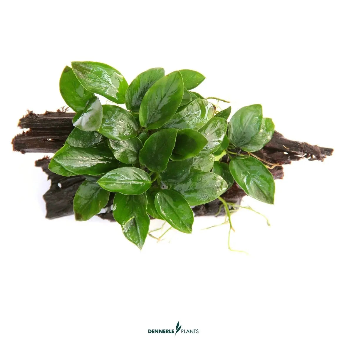 Anubias barteri var. nana auf Naturwurzel / Dennerle-Plants AquaTimo