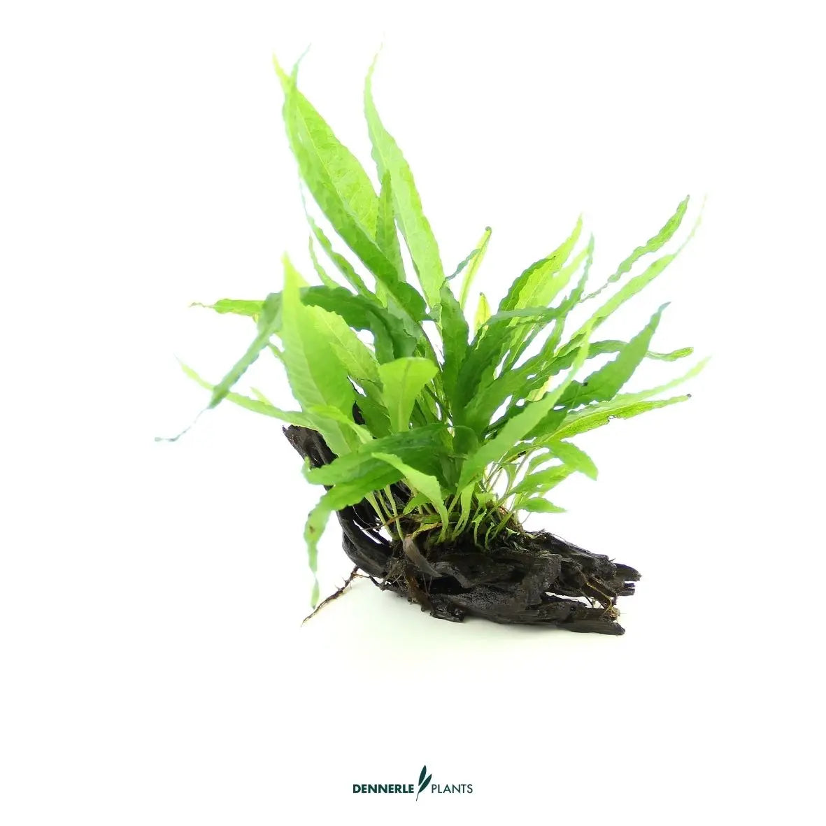 Microsorum pteropus auf Naturwurzel / Dennerle-Plants AquaTimo