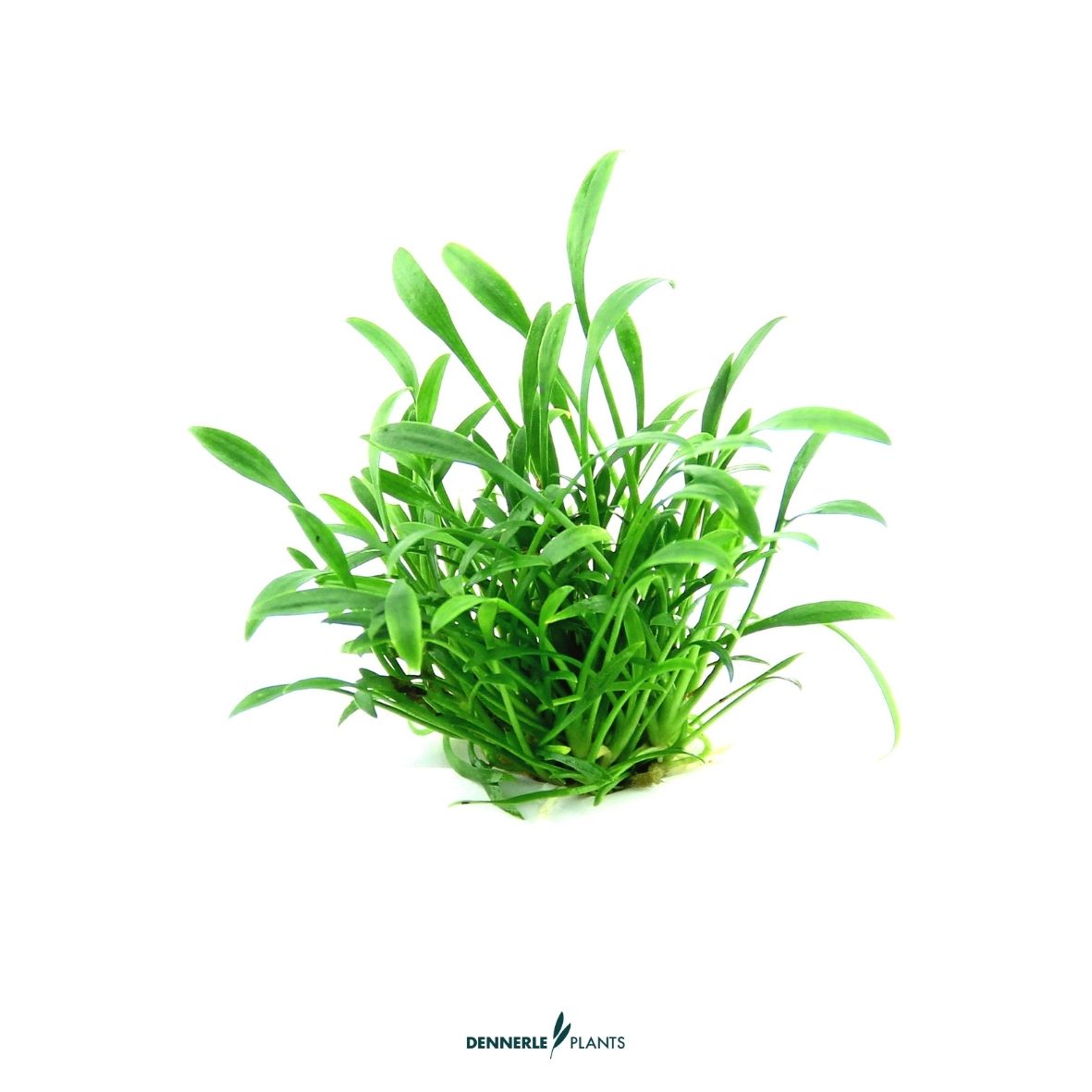 Cryptocoryne parva / Dennerle-Plants