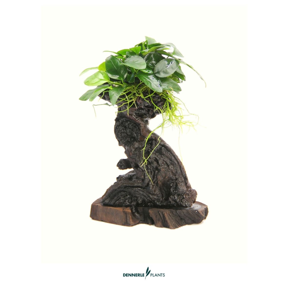 Anubias barteri var. nana auf Mbuna S / Dennerle-Plants