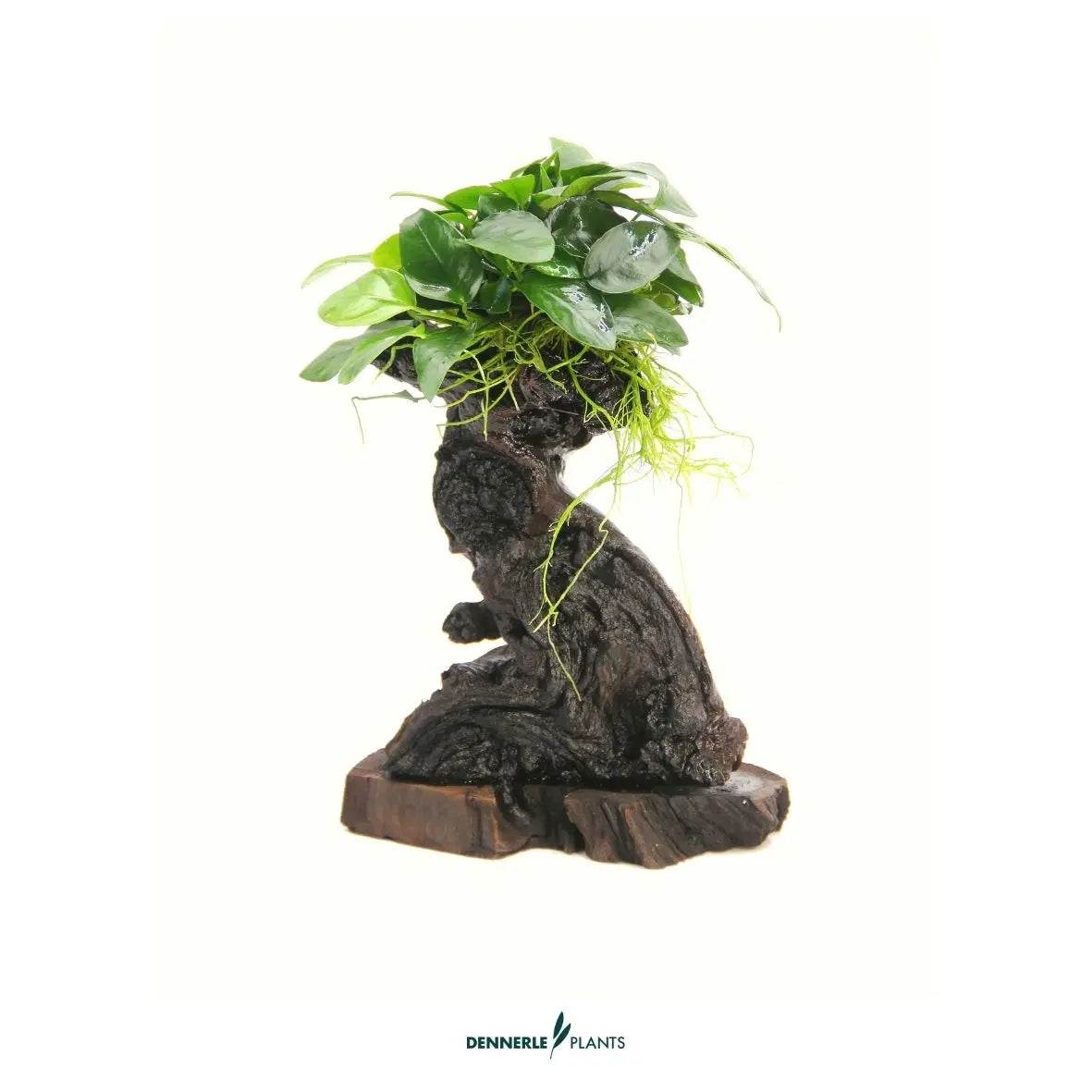 Anubias barteri var. nana auf Mbuna S / Dennerle-Plants AquaTimo