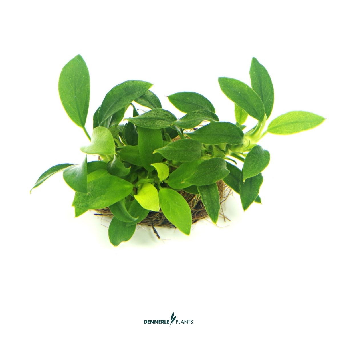 Anubias nana 'Bonsai' / Dennerle-Plants