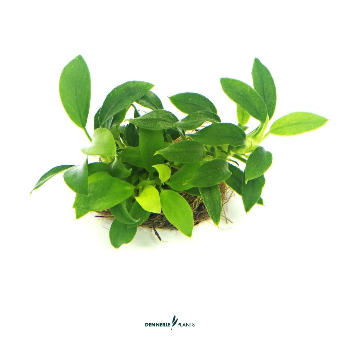 Anubias nana 'Bonsai' / Dennerle-Plants AquaTimo
