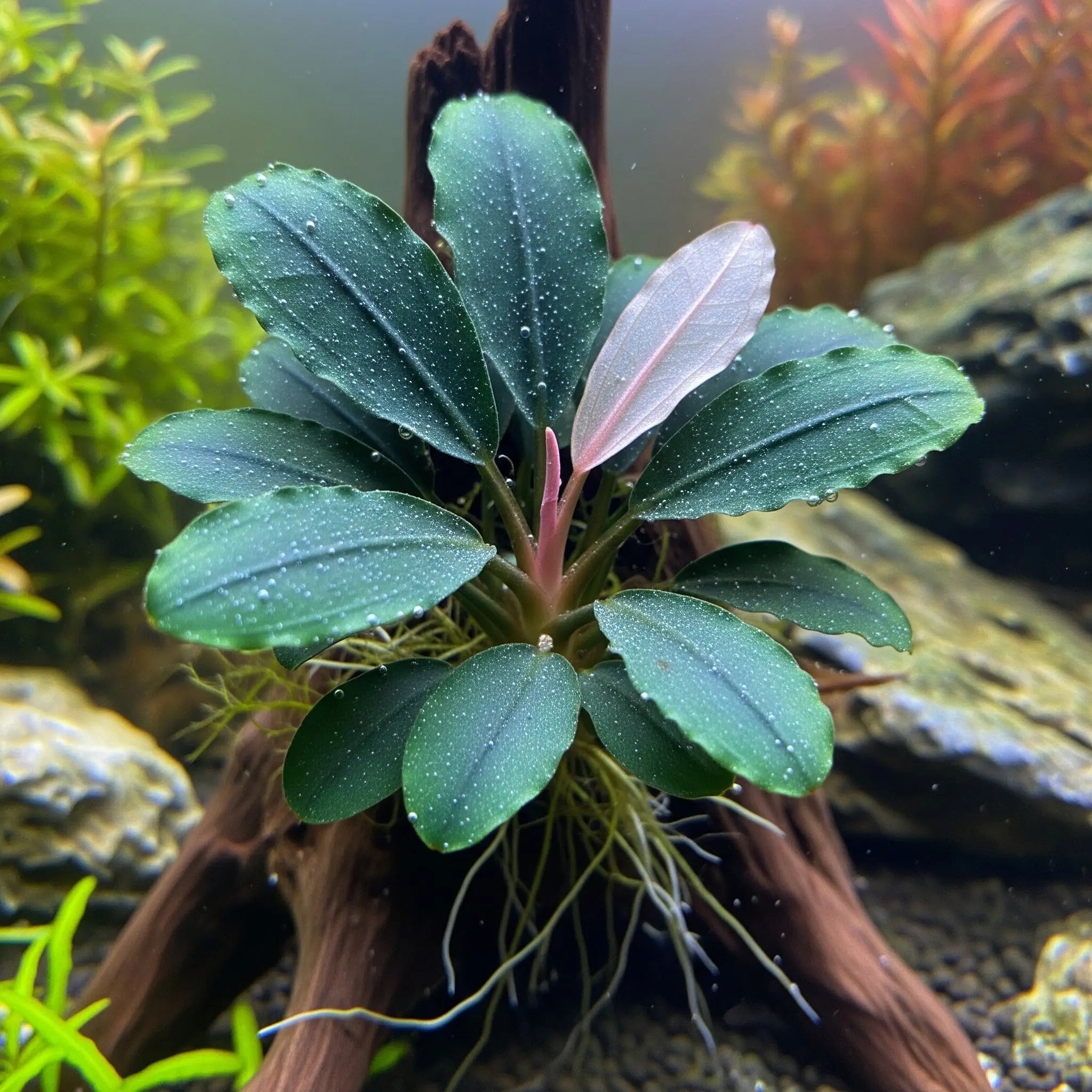 Bucephalandra 'Aqua Artica' – Die eisige Eleganz für dein Hardscape / Dennerle-Plants AquaTimo