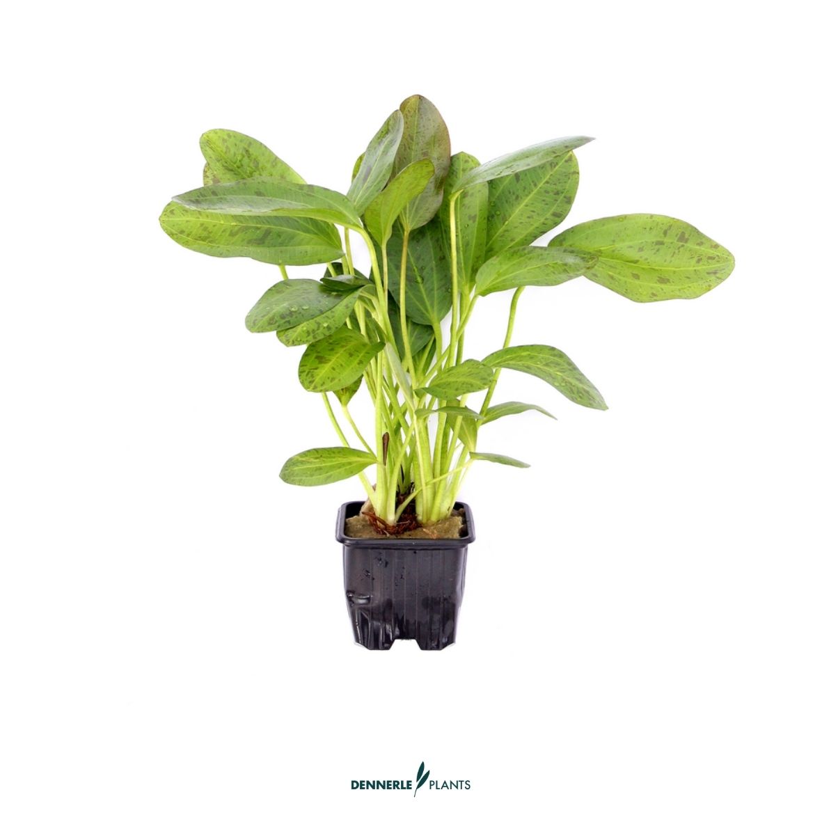 Echinodorus 'Ozelot' / Dennerle-Plants