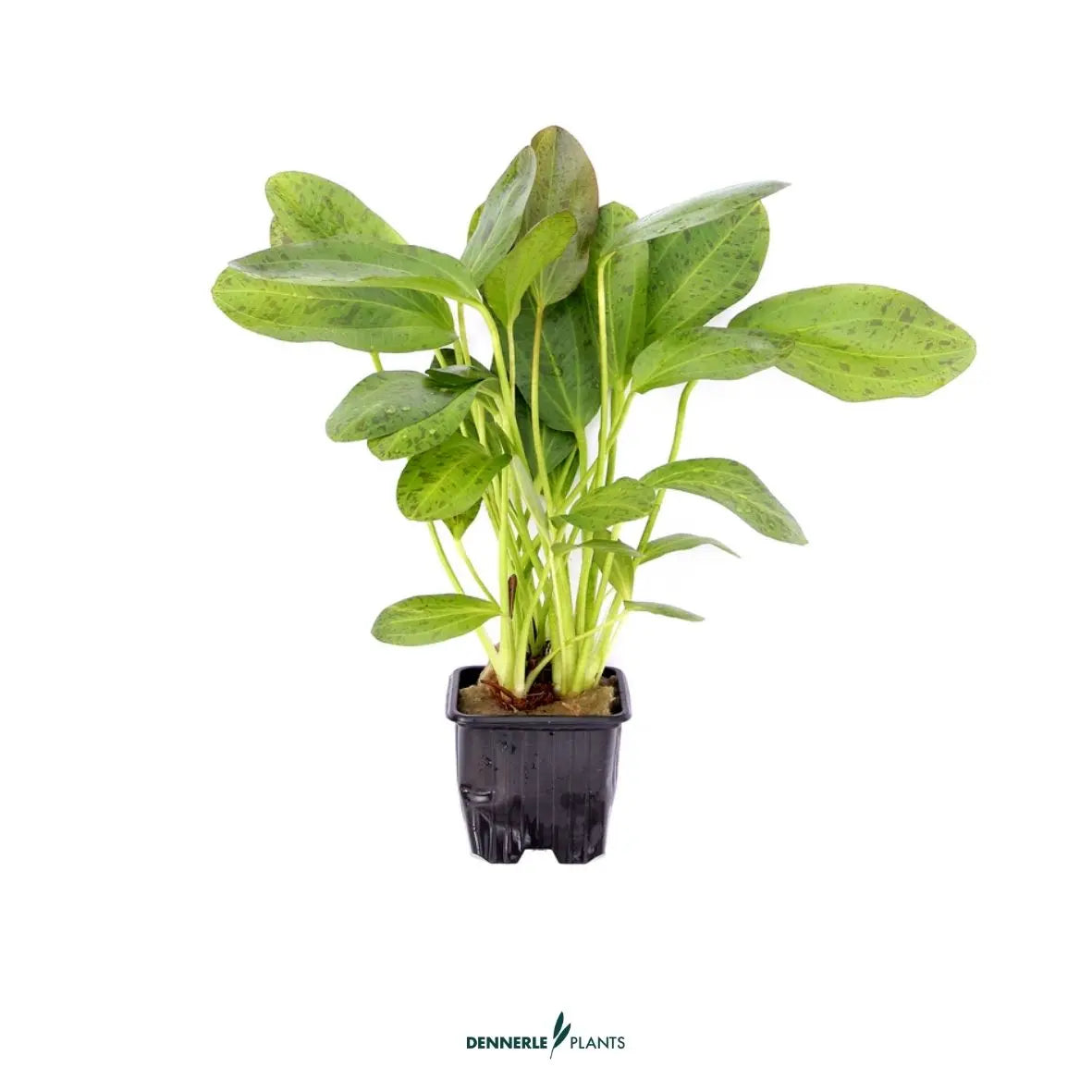 Echinodorus 'Ozelot' / Dennerle-Plants AquaTimo