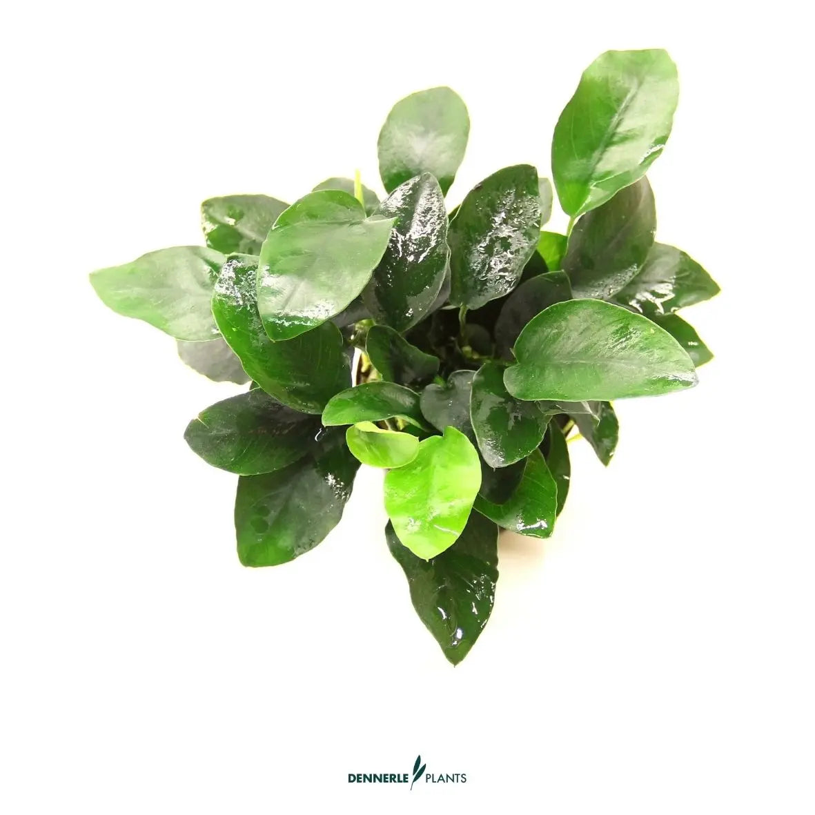 Anubias barteri nana CUP / Dennerle-Plants AquaTimo