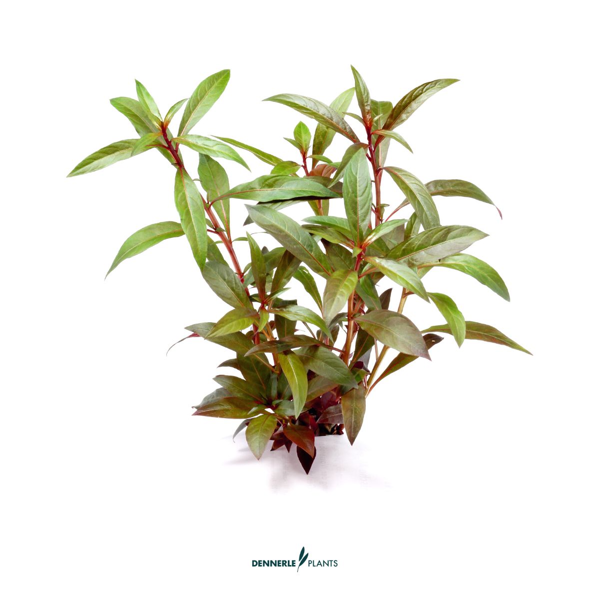 Ludwigia glandulosa / Dennerle-Plants