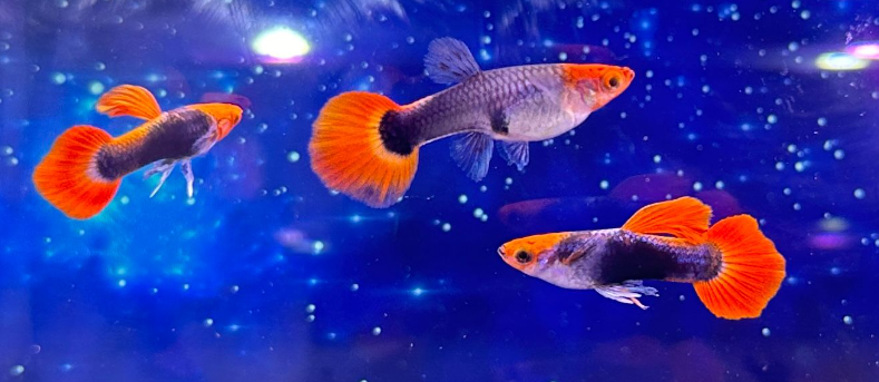 Hochzucht Guppy - Red Cap Tuxedo