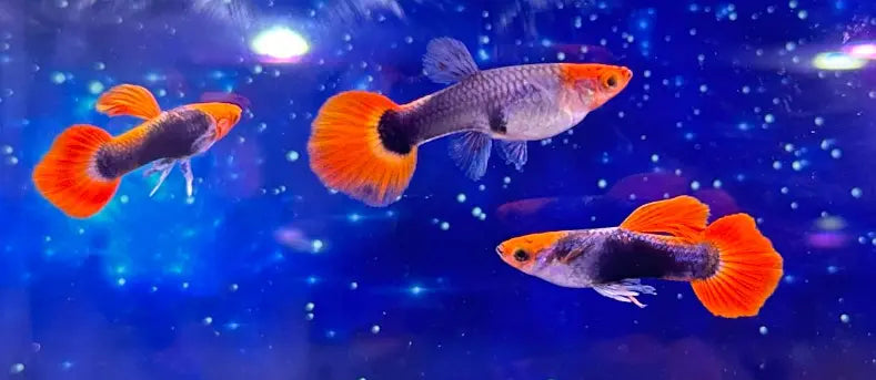 Hochzucht Guppy - 🧡🖤 Red Cap Tuxedo AquaTimo