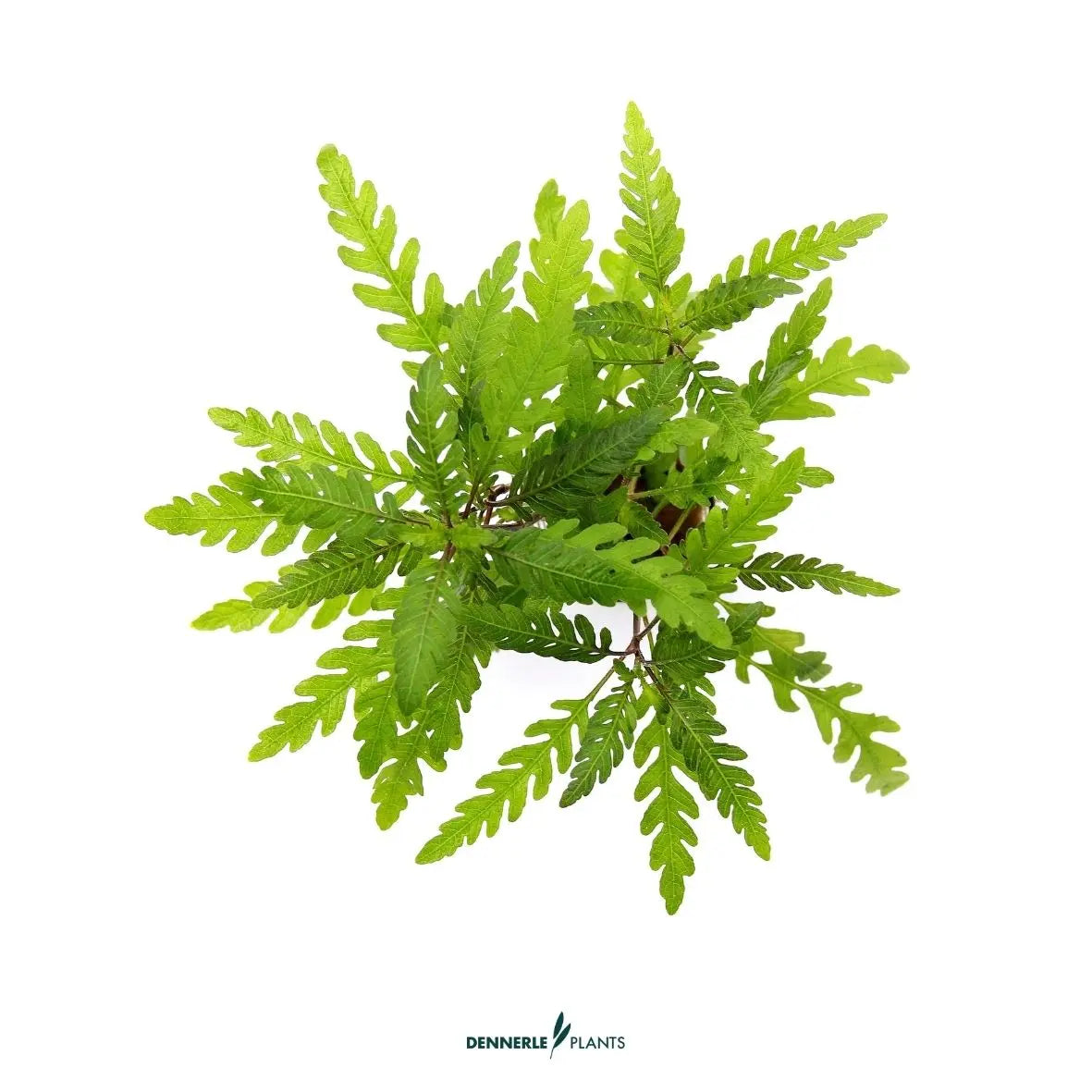 Hygrophila pinnatifida / Dennerle-Plants AquaTimo