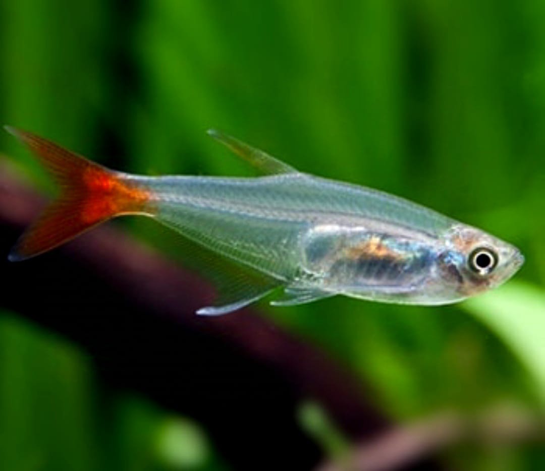 Prionobrama filigera – Glassalmler