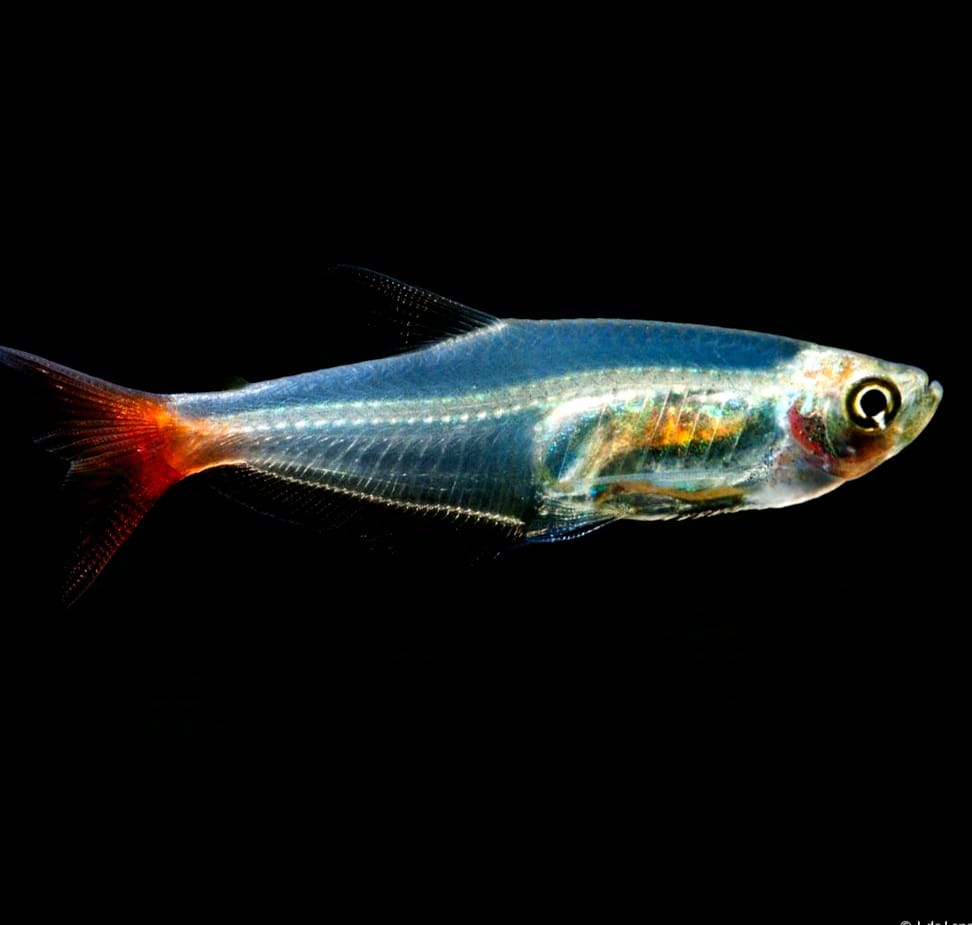 Prionobrama filigera – Glassalmler