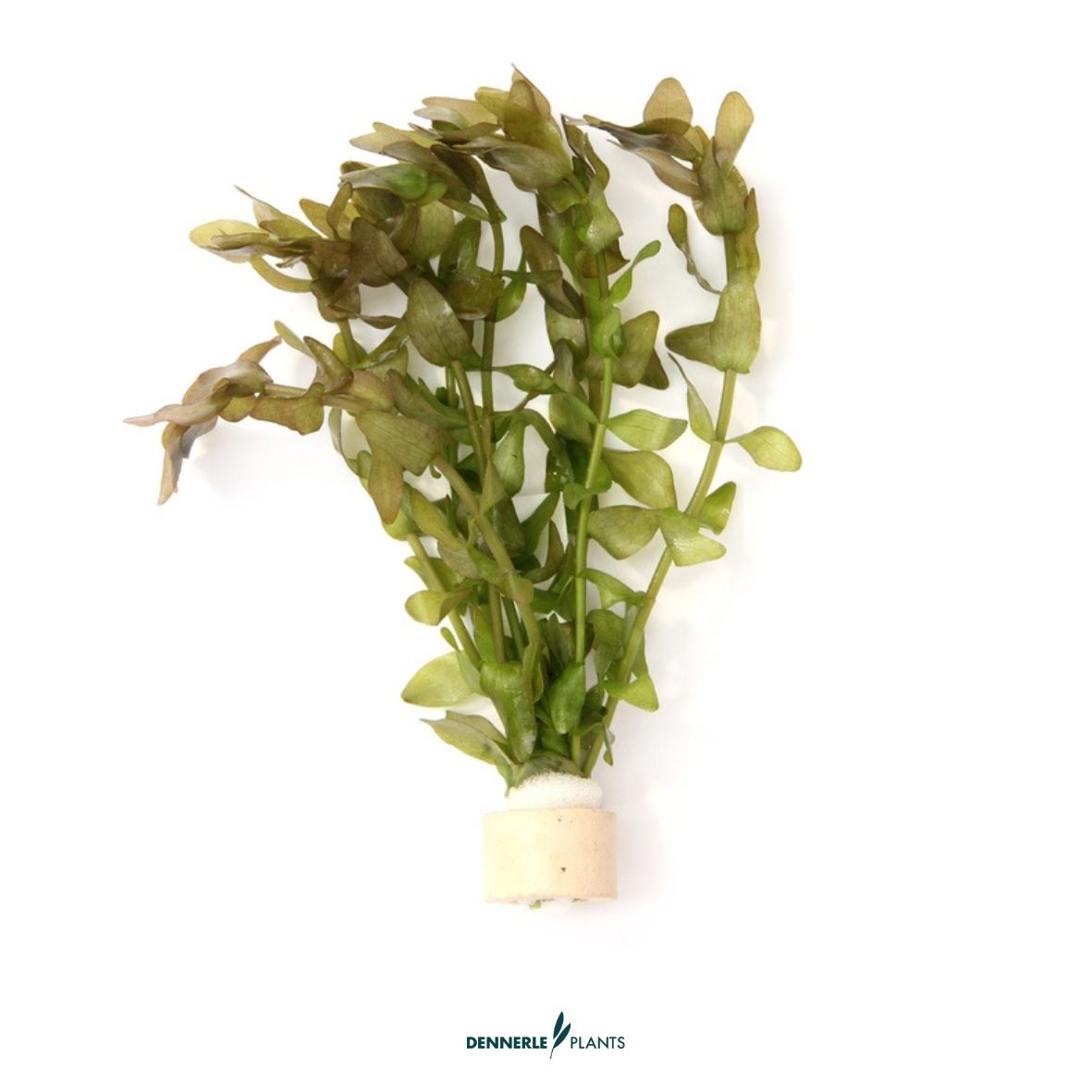 5 mal - Bacopa carolineana TR / Dennerle-Plants