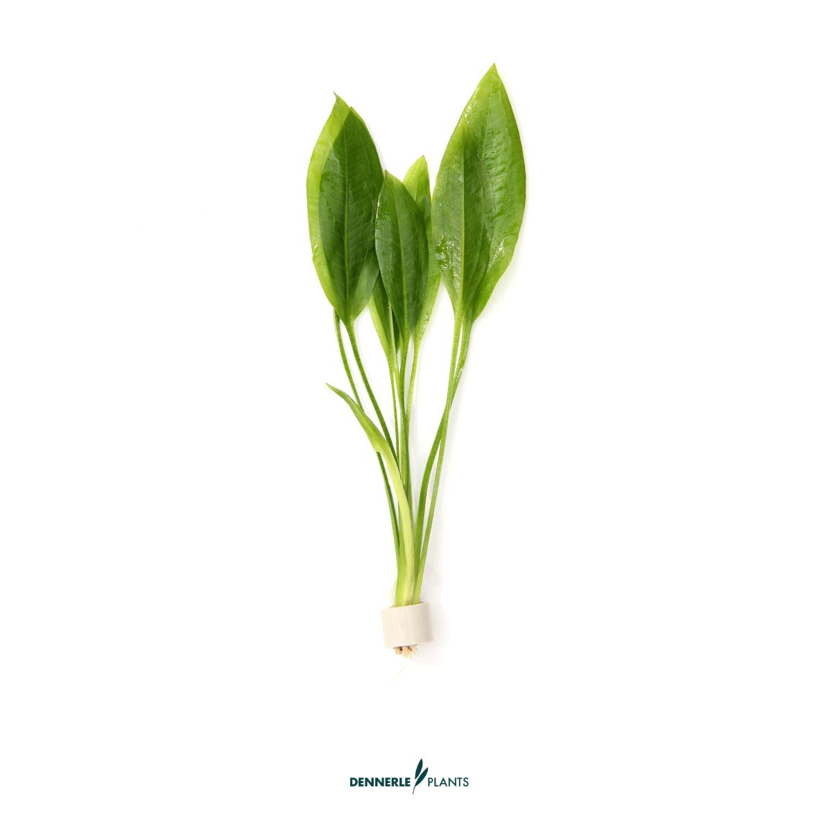 5 mal - Echinodorus grisebachii 'Bleherae' TR / Dennerle-Plants