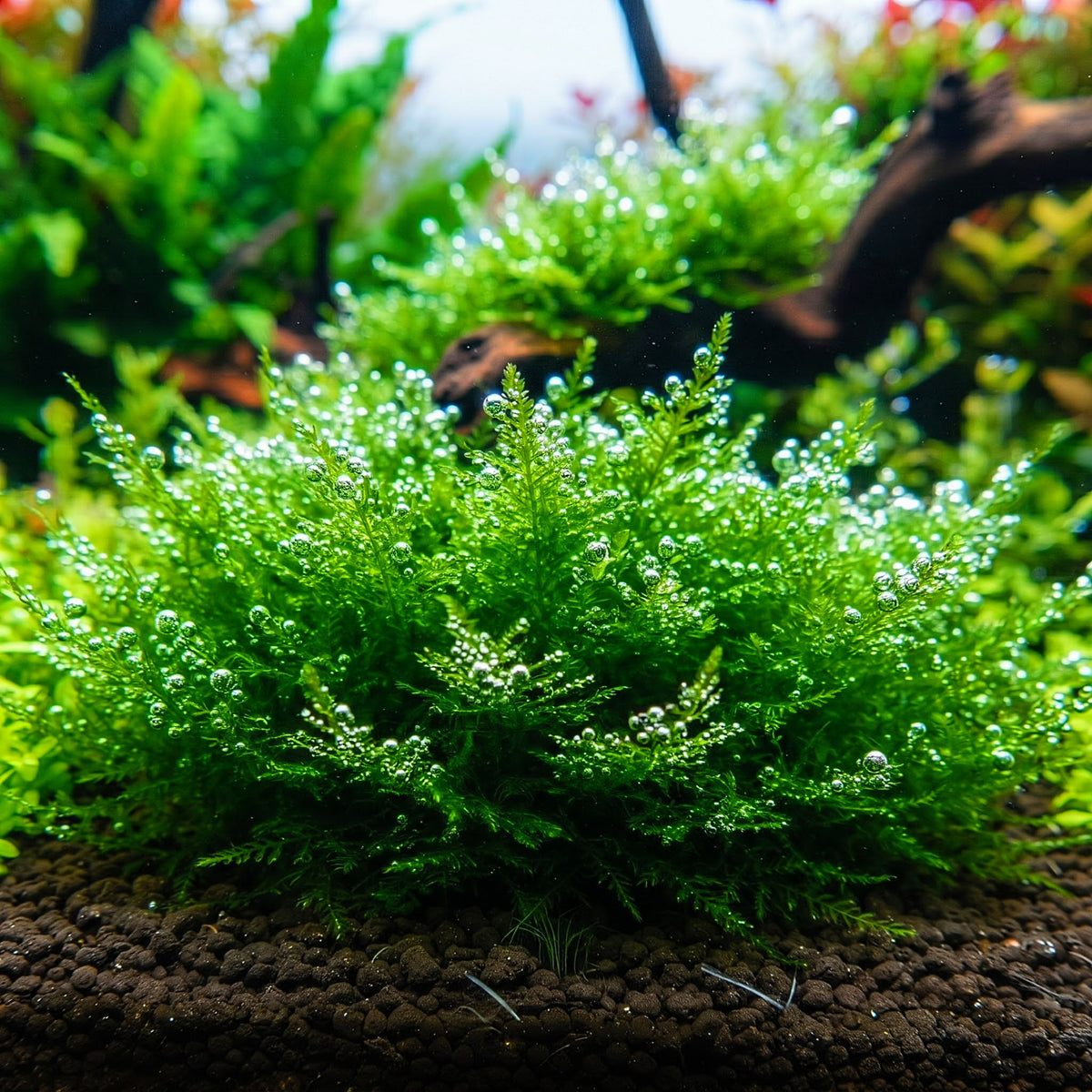 Taxiphyllum alternans ´Taiwan´ CUP / Dennerle-Plants