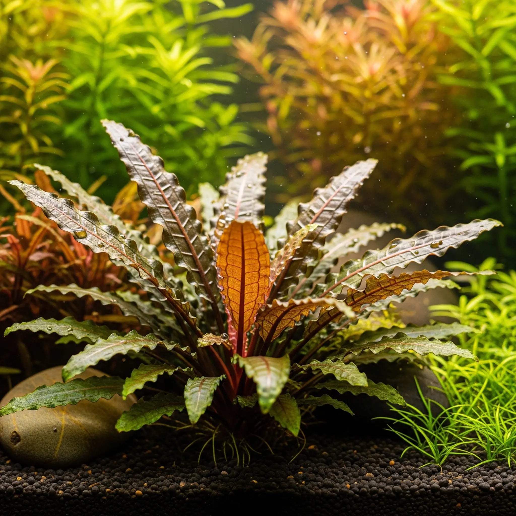 Cryptocoryne 'Green Gecko' – Die farbliche Bereicherung für dein Aquarium / Dennerle-Plants AquaTimo