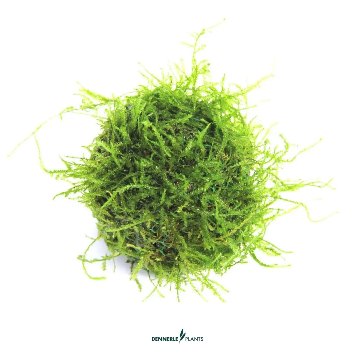 Javamoos auf Biosphere-Ball / Dennerle-Plants AquaTimo