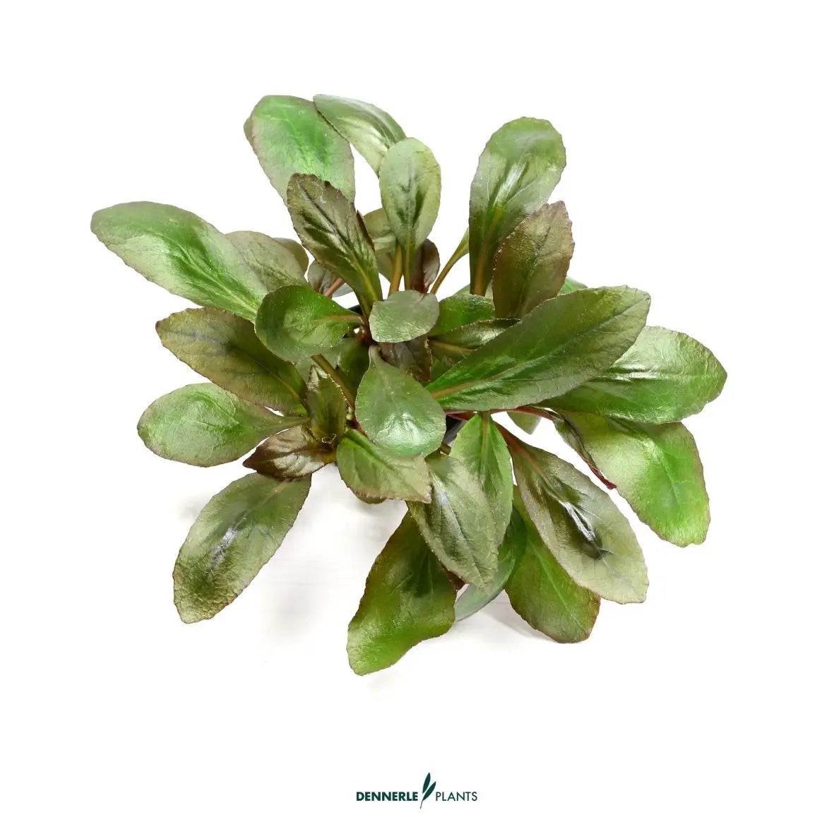 Lobelia cardinalis / Dennerle-Plants AquaTimo