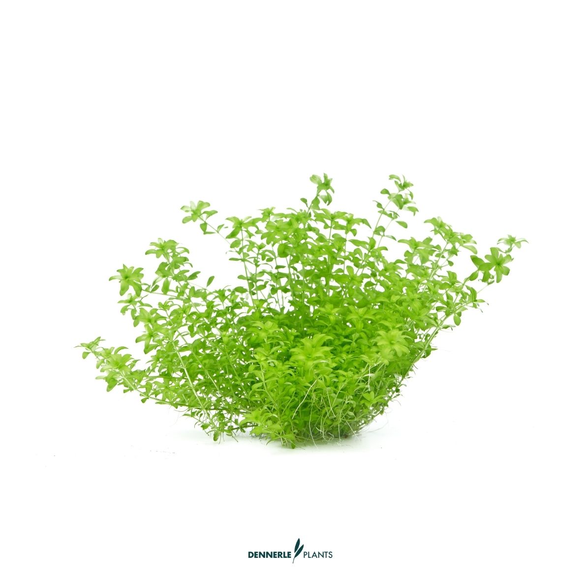 Hemianthus glomeratus / Dennerle-Plants