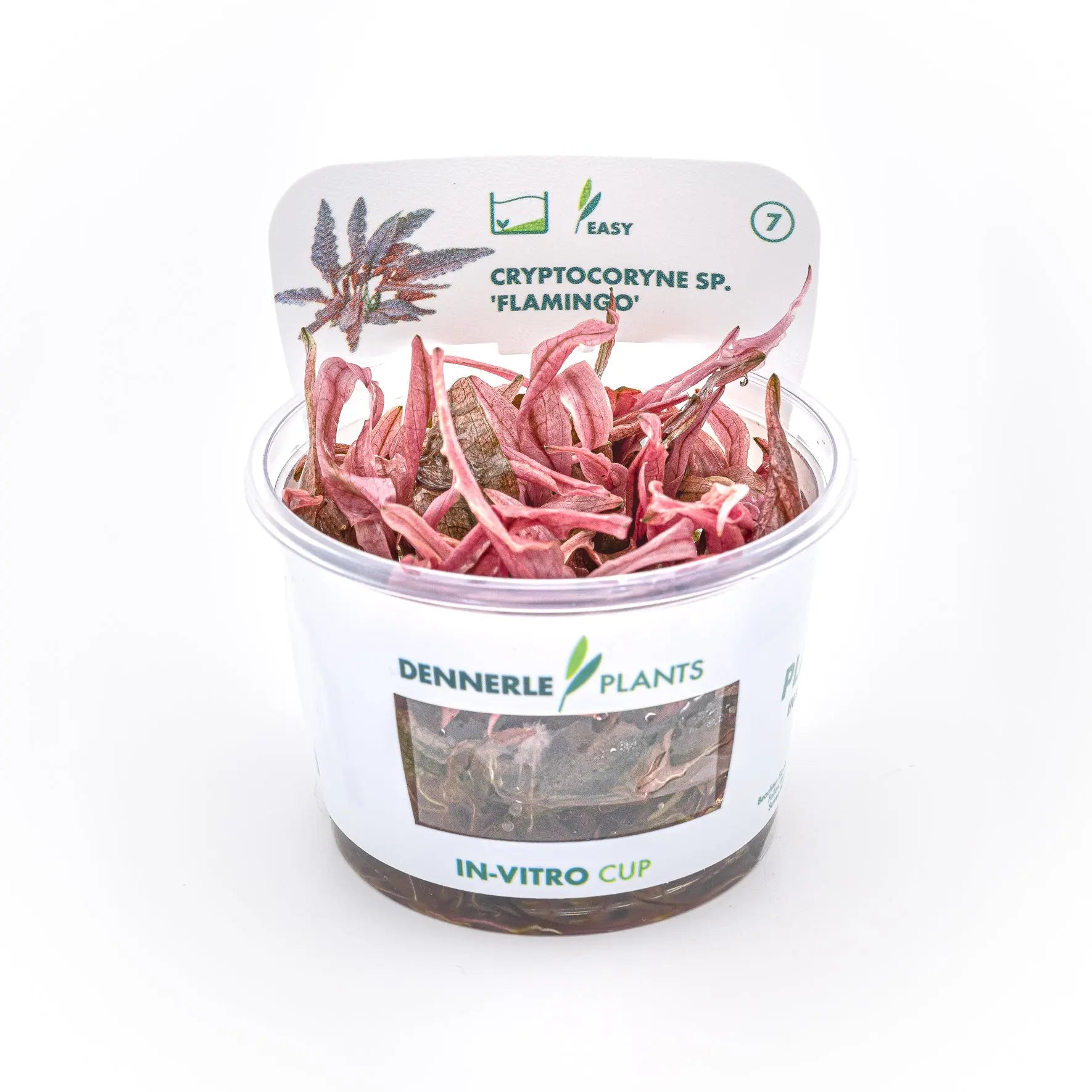 Cryptocoryne spec.'Flamingo' CUP/ Dennerle-Plants AquaTimo