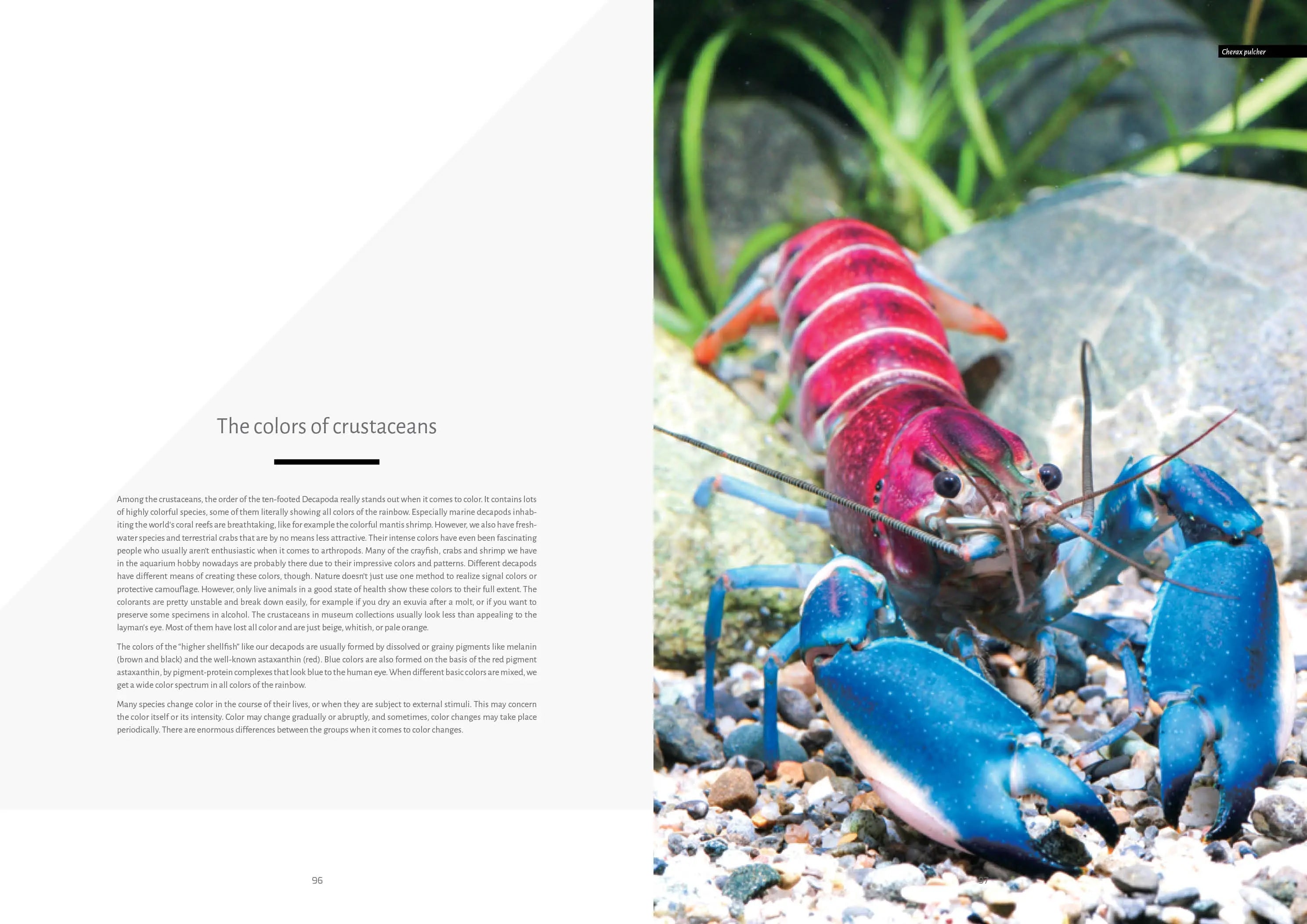 Buch Flusskrebse Dähne Aquaristik