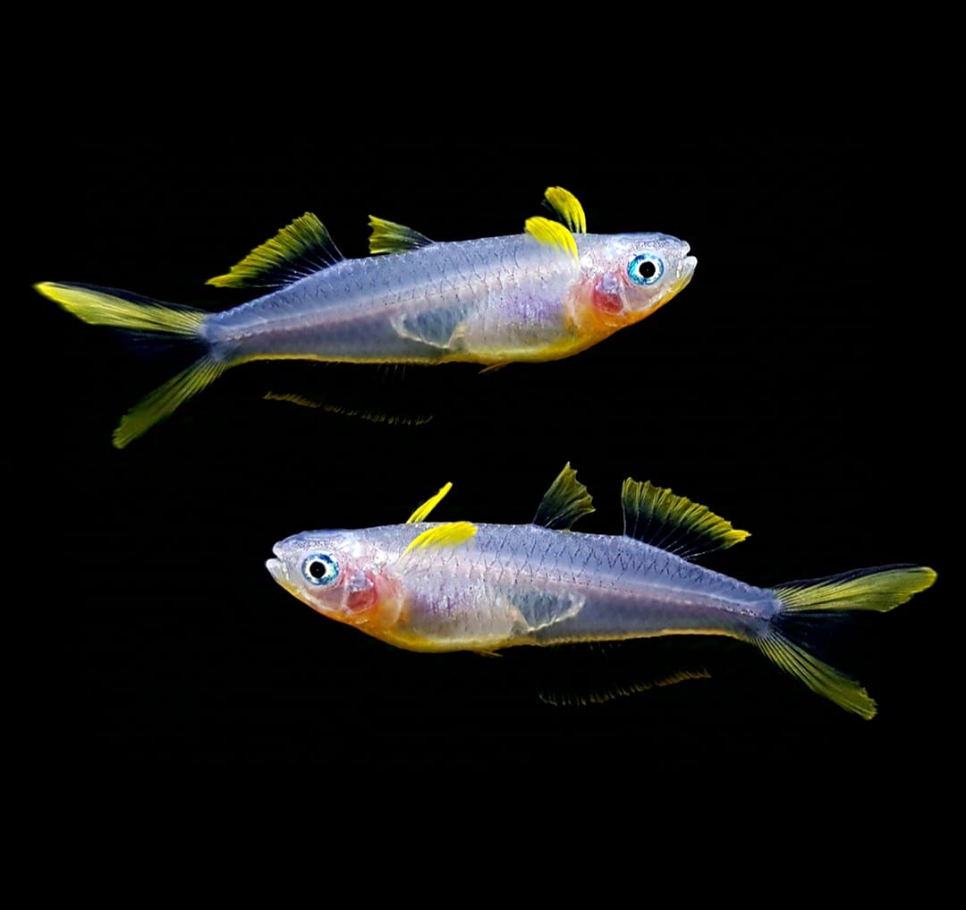 Pseudomugil furcatus – Gabelschwanz Blauauge 💙🐟