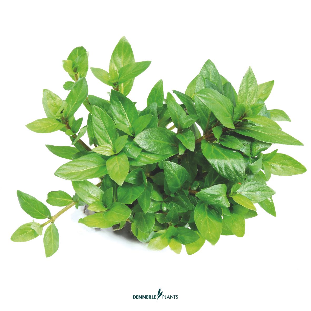 Staurogyne repens / Dennerle-Plants