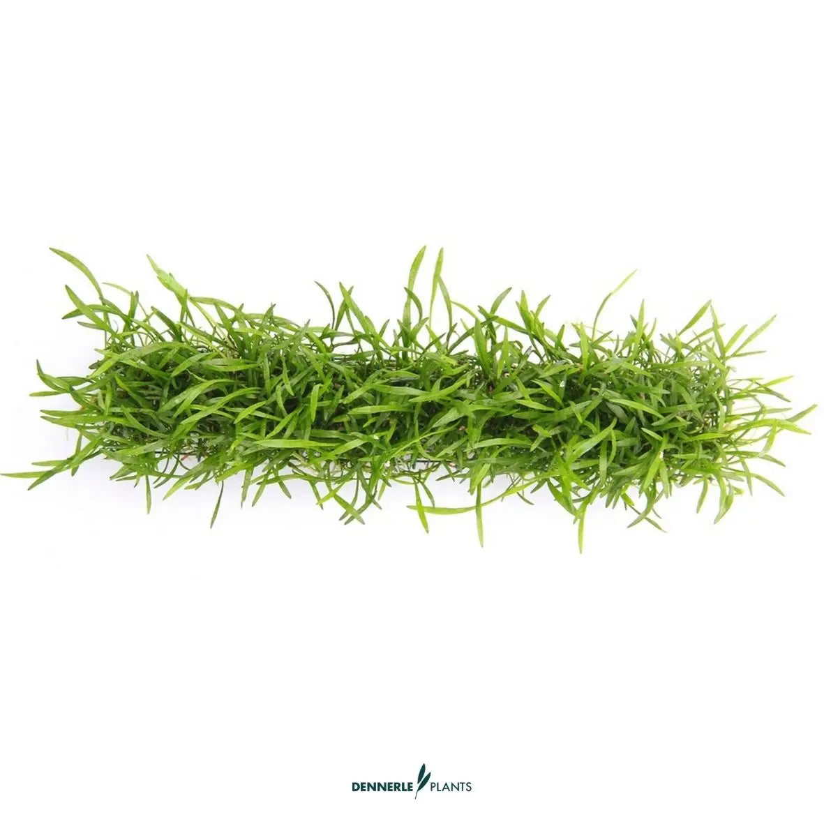 Lilaeopsis brasiliensis / Dennerle-Plants AquaTimo