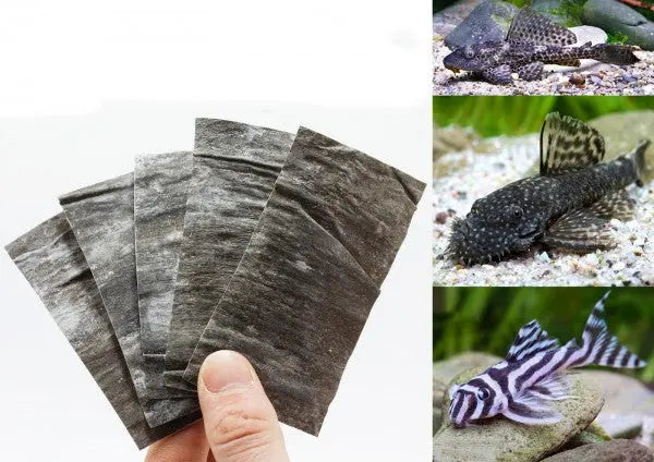 NatureHolic CatfishPlates: 100% Algen-Power für deine Harnischwelse und Aufwuchsfresser 🌿🐟 AquaTimo