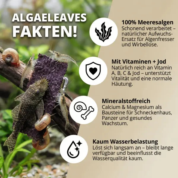 NatureHolic AlgaeLeaves! 🤩 AquaTimo