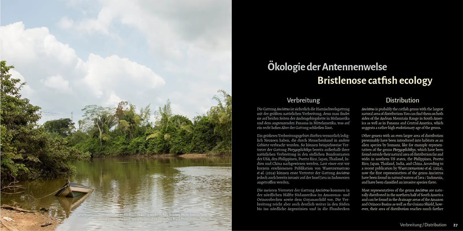Antennenwelse: Die Harnischwelse der Gattung Ancistrus - Ancistrus Buch Dähne Aquaristik