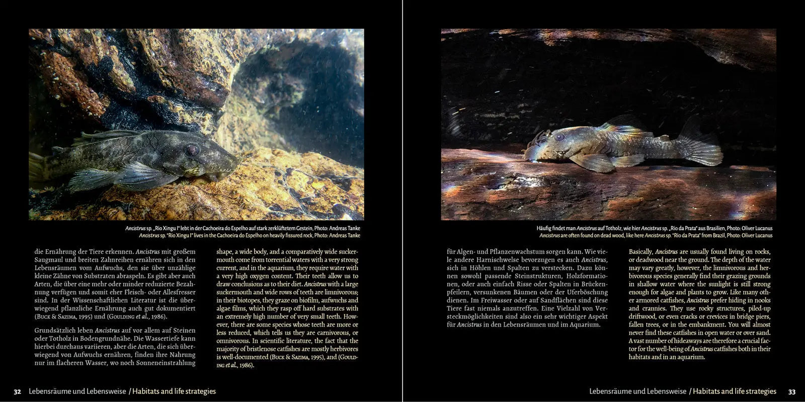 Antennenwelse: Die Harnischwelse der Gattung Ancistrus - Ancistrus Buch Dähne Aquaristik