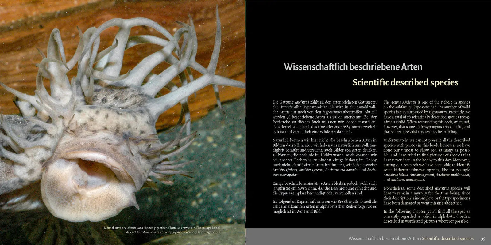 Antennenwelse: Die Harnischwelse der Gattung Ancistrus - Ancistrus Buch Dähne Aquaristik