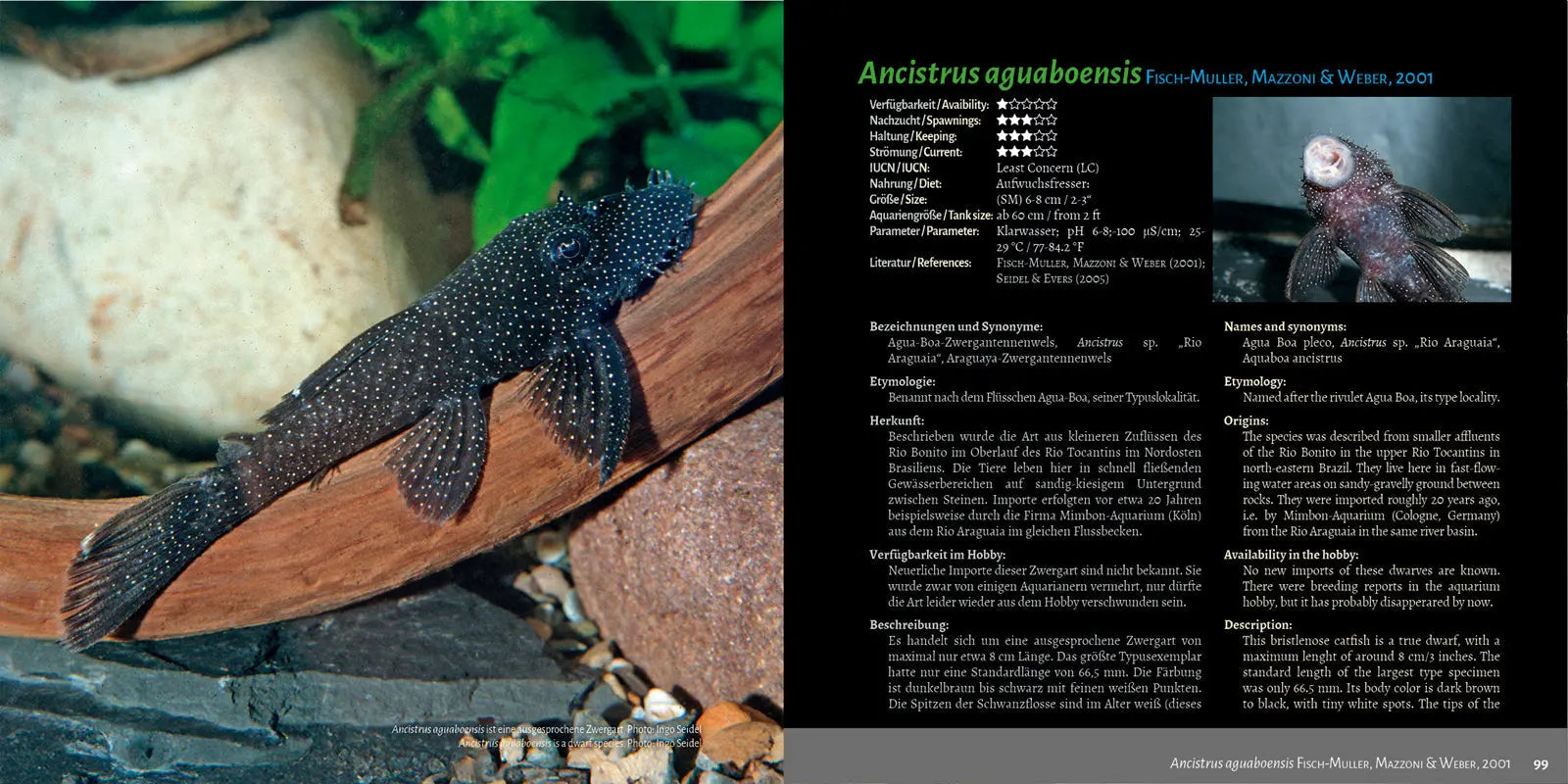 Antennenwelse: Die Harnischwelse der Gattung Ancistrus - Ancistrus Buch Dähne Aquaristik