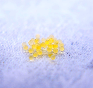 Medaka - White Tiger