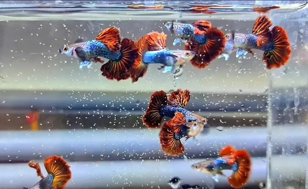 Hochzucht Guppy - ❤️ Red Dragon AquaTimo