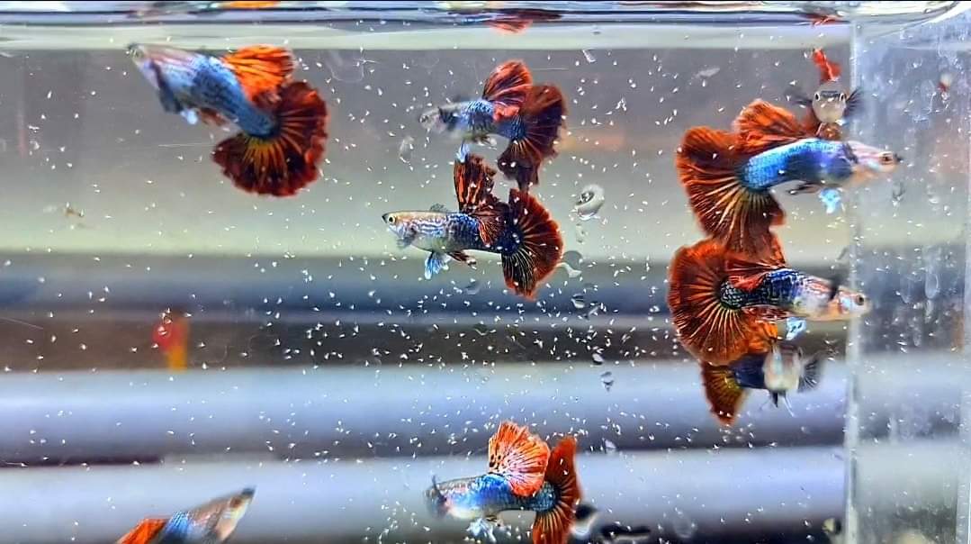 Hochzucht Guppy - Red Dragon