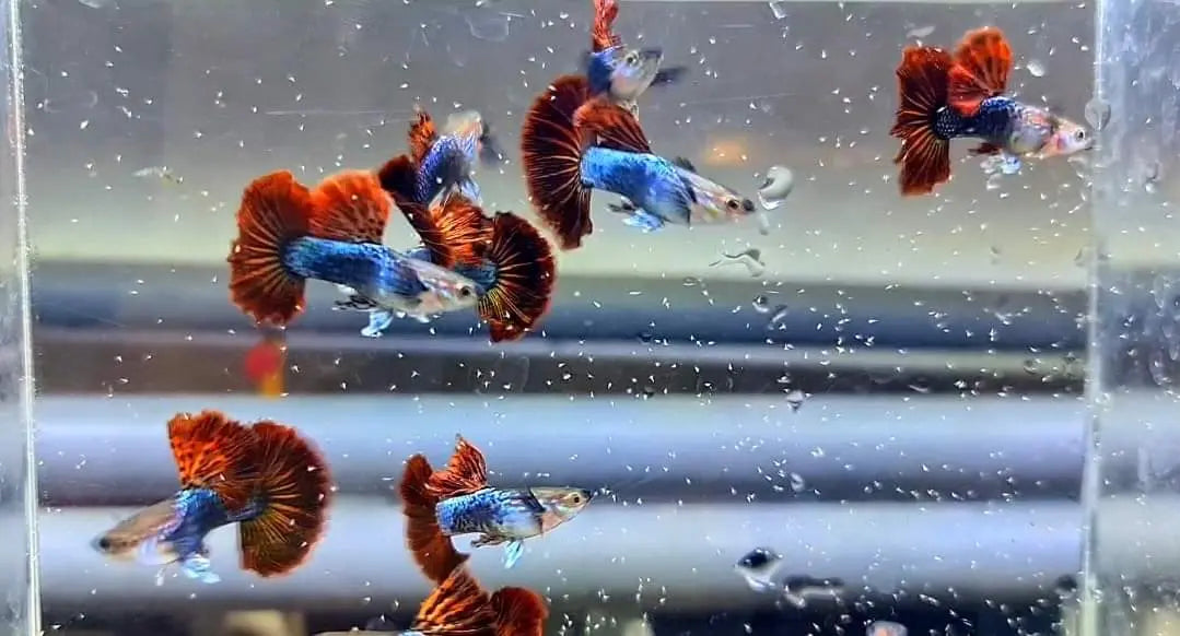 Hochzucht Guppy - ❤️ Red Dragon AquaTimo