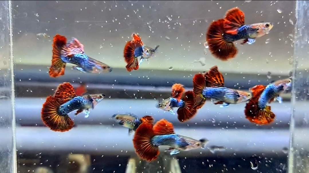 Hochzucht Guppy - Red Dragon