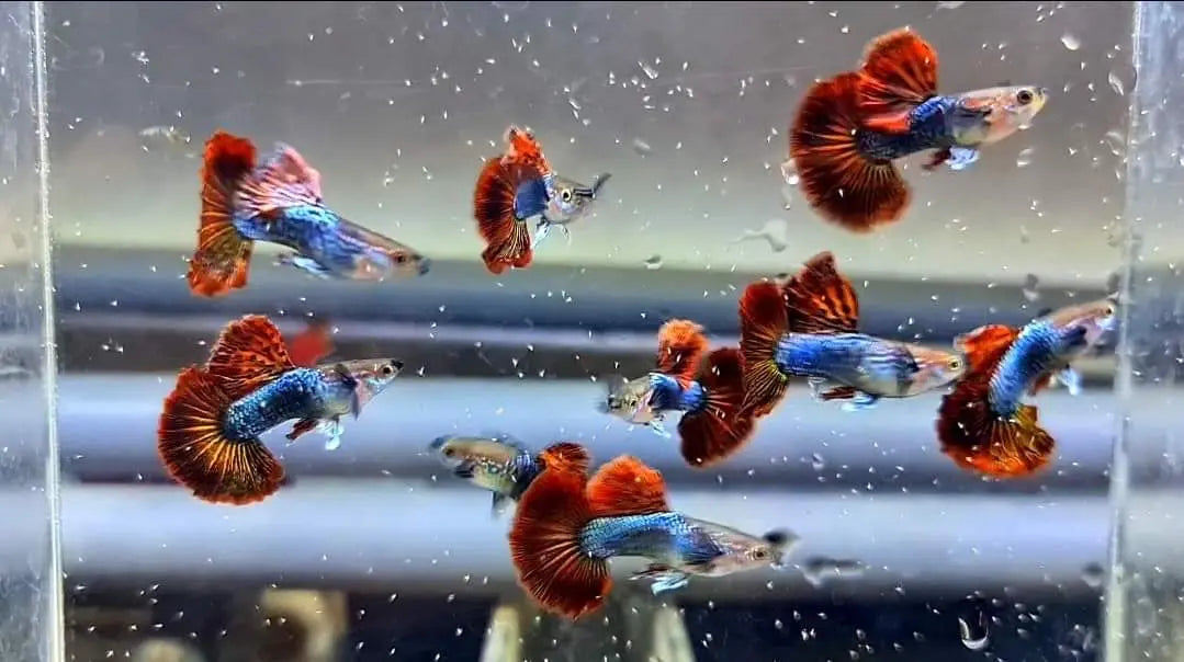 Hochzucht Guppy - ❤️ Red Dragon AquaTimo