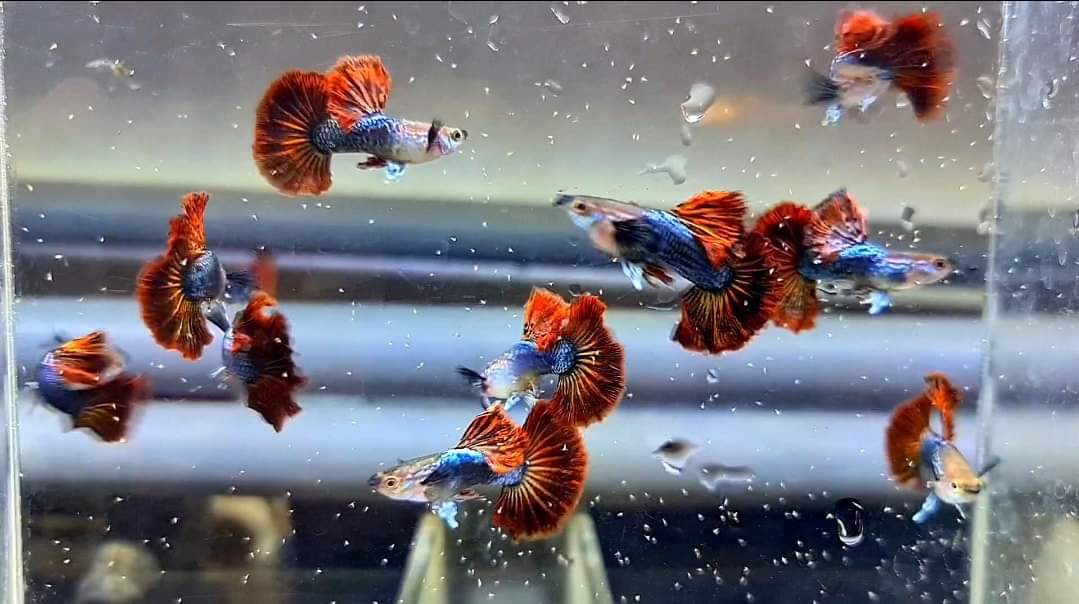 Hochzucht Guppy - Red Dragon