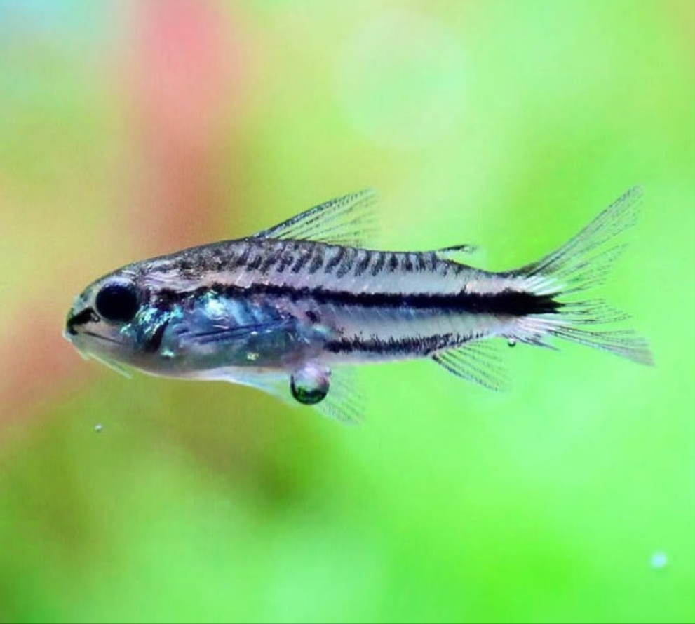 Corydoras Pygmaeus Zwergpanzerwels
