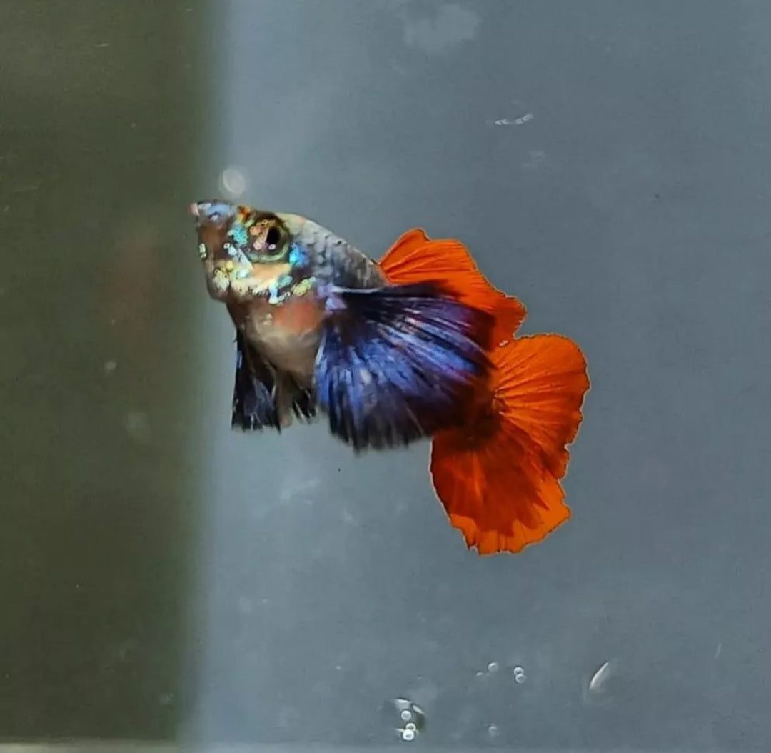 Hochzucht Guppy - Red Dumbo