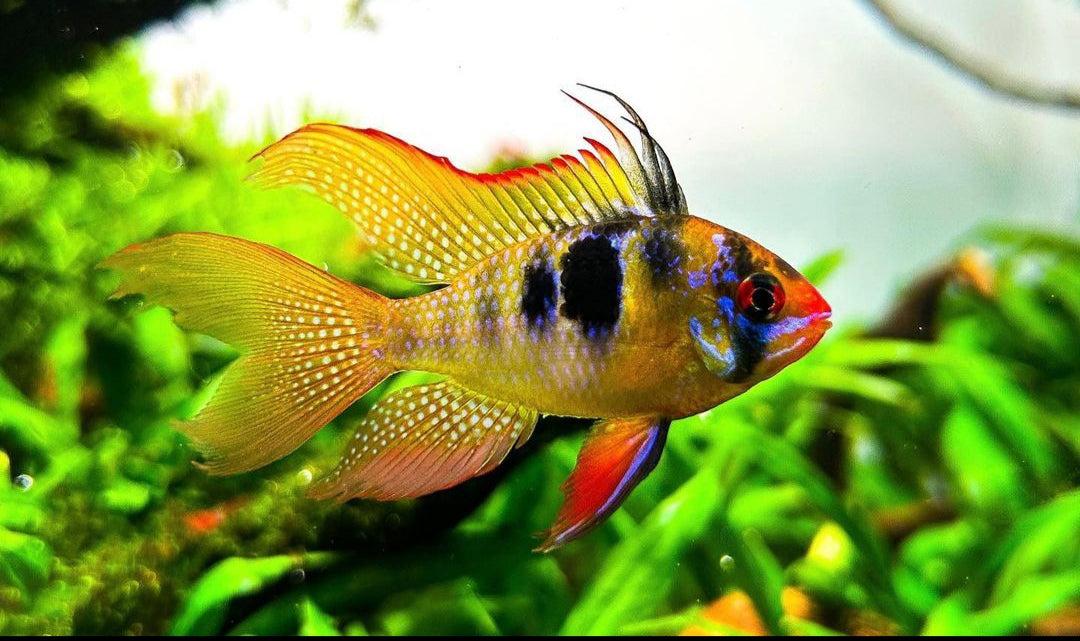 Schmetterlingsbuntbarsch "LongFin" – Microgeophagus ramirezi