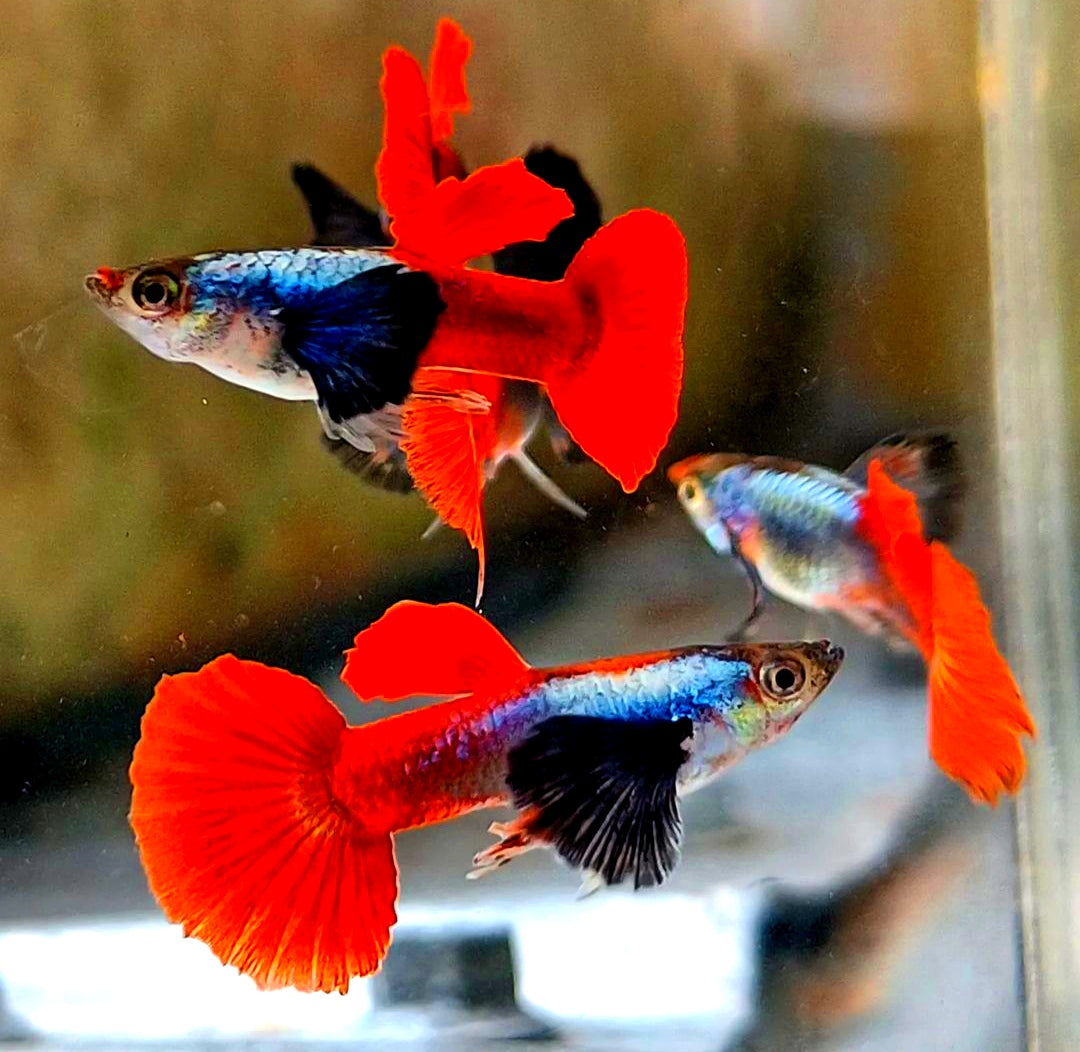 Hochzucht Guppy - Red Dumbo