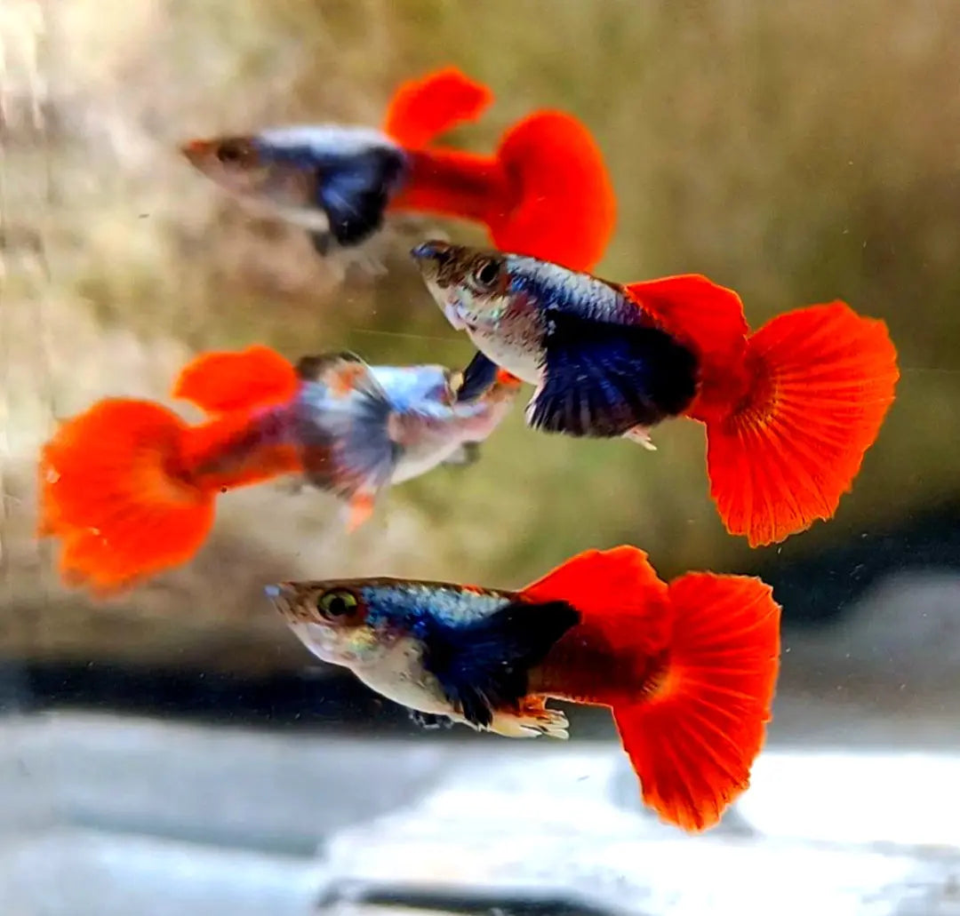 Hochzucht Guppy - ❤️ Red Dumbo AquaTimo