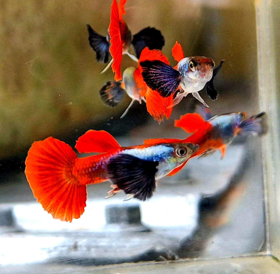 Hochzucht Guppy - Red Dumbo